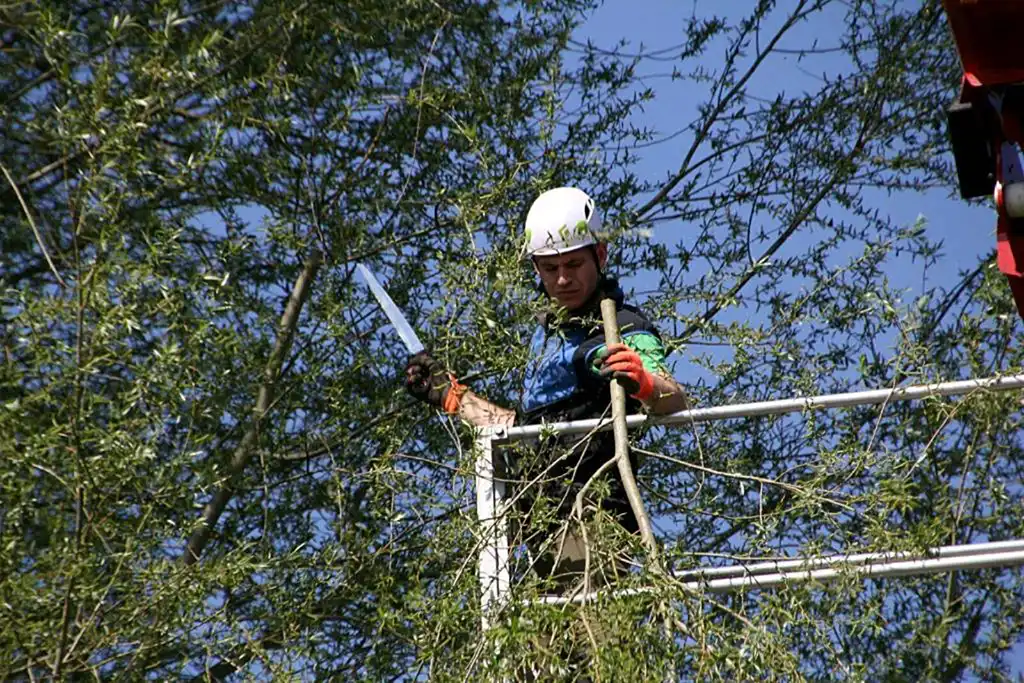 Baumpflege Gerstetten Baumpflege Gerstetten